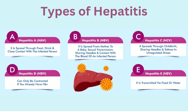 Types of Hepatitus 